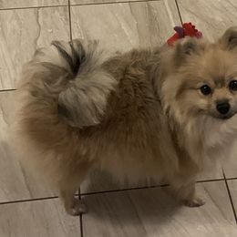 Pomeranian Puppies from Jonna's Poms