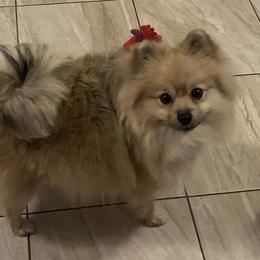 Pomeranian Puppies from Jonna's Poms