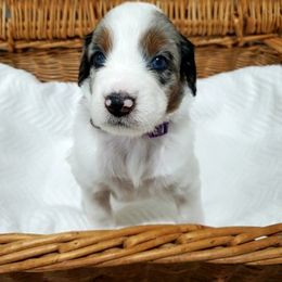 Aussiedoodle Puppies from Southwest Florida Doodles