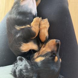 Dachshund Puppies from Birkin’ Paws