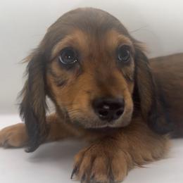 Carmine - Sable male Dachshund puppy in California from Kindle & Burrow Dachshunds