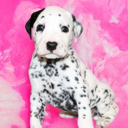 Courtney - White and black female Dalmatian puppy in Whitwell, Tennessee from Rock a Dalmatian “RockADal”