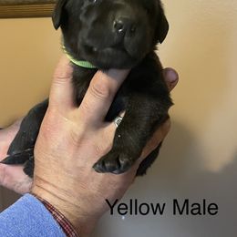 Labrador Retriever Puppies from Farmers Creek Kennels