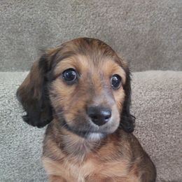 Dachshunds and Goldendoodles from Rustic Acres Dachshunds & Doodles