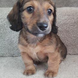 Dachshunds and Goldendoodles from Rustic Acres Dachshunds & Doodles