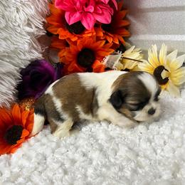 Coffee - Red and tan female Shih Tzu puppy in Elgin, South Carolina from Silver Bells Paw Prints