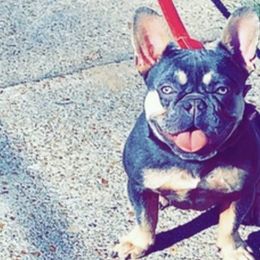 French Bulldogs from Darrion Gatling's French Bulldogs