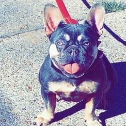 French Bulldogs from Darrion Gatling's French Bulldogs
