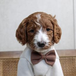 Azie - Red  male Goldendoodle puppy in Warsaw, Ohio from Lovabledoodles