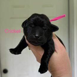 Cricket - Black female Labrador Retriever puppy in Lenoir, North Carolina from Wooten Retrievers