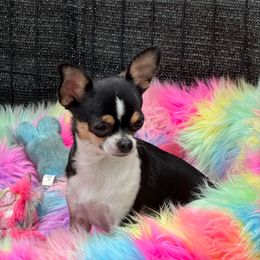 Tiki - Chihuahua