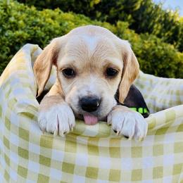 Daisy - Buff and white female Cocker Spaniel puppy in Santa Ana, California from American Cocker Spaniel