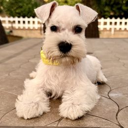 Lady Yellow - White female Miniature Schnauzer puppy in Wildomar, California from My Angel Schnauzers