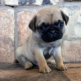 Gray collar - Fawn male Pug puppy in Tucson, Arizona from Furever Friends