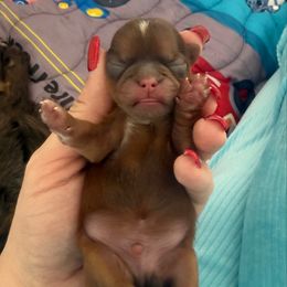 Vixen - Chocolate and tan male Shih Tzu puppy in Connersville, Indiana from Anna’s Farmhouse Shihtzus