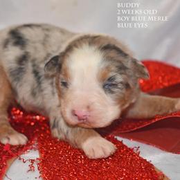 Buddy - Blue merle male Miniature Australian Shepherd puppy in Patterson, North Carolina from DreamLine Aussies