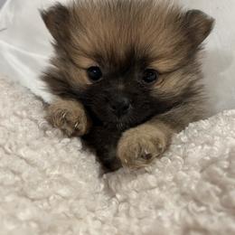 Pomeranian Puppies from Tea Pup Pomeranians