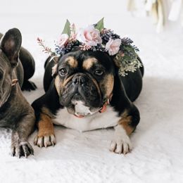 Luci - French Bulldog