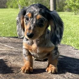 Gretel - Dapple female Dachshund puppy in Industry, Illinois from KDKs Kennels
