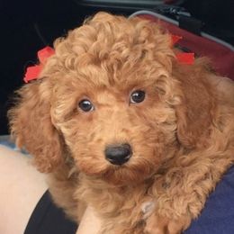 Poodles from Vikki’s Poodles