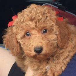 Poodles from Vikki’s Poodles