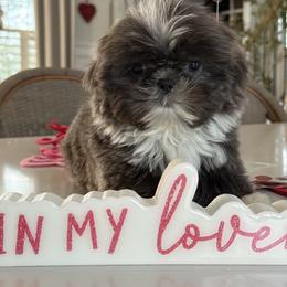 Ralphie - Blue and white male Shih Tzu puppy in Rockville Centre, New York from Magnolia Tzus