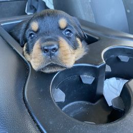 Girl 4 -Searcy - Black and mahogany Rottweiler puppy in Linthicum, Maryland from Of The Saints Kennels