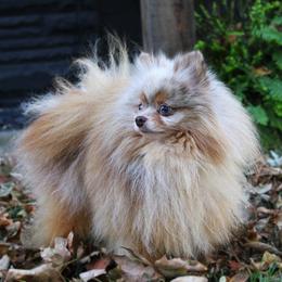 Loki - Pomeranian
