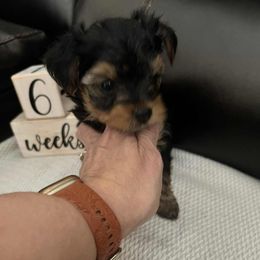 Boy 3 - Black and tan male Yorkshire Terrier puppy in Mobile, Alabama from Southern Elite Yorkies