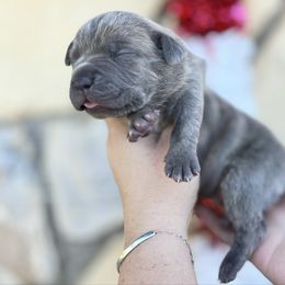 Ashley-light pink - Brindle female Companion Cross puppy in Calimesa, California from BoujeePoodlesofsocal