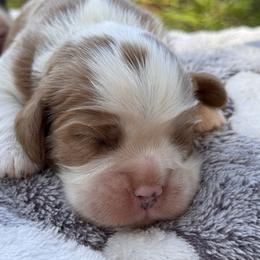 Tigger - Blenheim male Cavalier King Charles Spaniel puppy in California from Tinkerpups