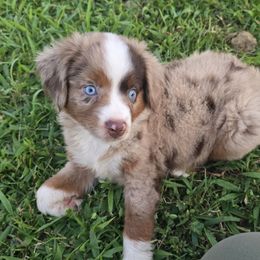 Pecan Praline - Red merle female Miniature Australian Shepherd puppy in Paris, Texas from Blue Envy Mini Aussies