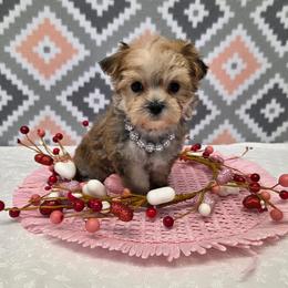 Olivia SMALL - Gold female Morkie puppy in Monticello, Iowa from Ashley’s Puppies