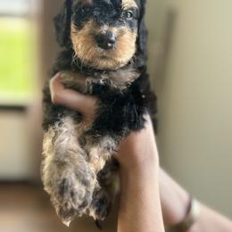 Bernedoodle Puppies from Pippy’s Doodle Pups