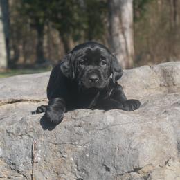 Amaryllis - Black Labrador Retriever puppy in Buffalo Valley, Tennessee from Buffalo Valley Breeders