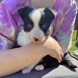 Spruce - Black tri male Miniature Australian Shepherd puppy in Medical Lake, Washington from MAS Gone Rogue