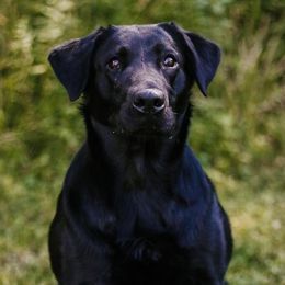 Moxxy - Labrador Retriever