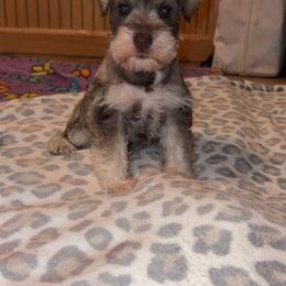 Josie - Liver female Miniature Schnauzer puppy in Jayess, Mississippi from Barbara Clark