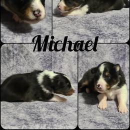 Shetland Sheepdog Puppies from Henotic Homestead's Shetland Sheepdogs