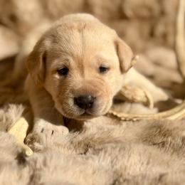 Lark - Yellow female Labrador Retriever puppy in Sweet Home, Oregon from Knotty Creek Labradors