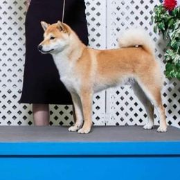Zel - Shiba Inu