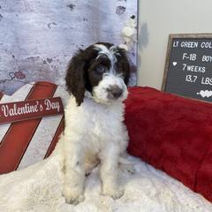 Saint Berdoodle Puppies from Single Barrel Doodles