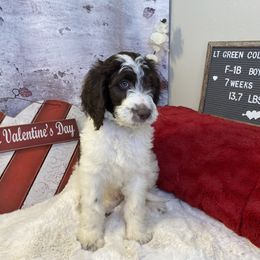 Saint Berdoodle Puppies from Single Barrel Doodles