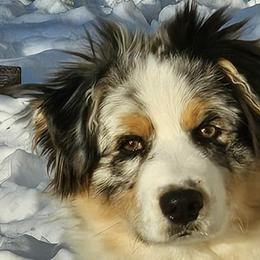 Trump - Australian Shepherd