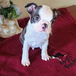 Beau - Seal and white male Boston Terrier puppy in Rogersville, Alabama from Angel's Boston Terriers and French Bulldog