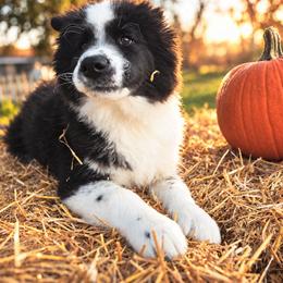 Huron - Black and white male Siberian Husky puppy in Addison, Michigan from Gray Run Siberian Huskies