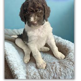 Frost - Parti male Goldendoodle puppy in Ellenburg Center, New York from Kristin's Puppies