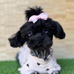 Tuk - Shih Tzu