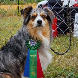 Miniature American Shepherds from 2k Kennels
