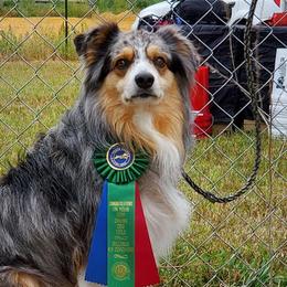 Miniature American Shepherds from 2k Kennels